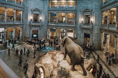 Smithsonian Museum of Natural History - Exclusive Guided Tour - Stop 1: Smithsonian Natural History Museum Highlights You’ll Remember