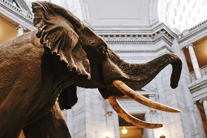 Smithsonian Museum of Natural History - Exclusive Guided Tour - Price and Value: Is $89.67 Worth It?