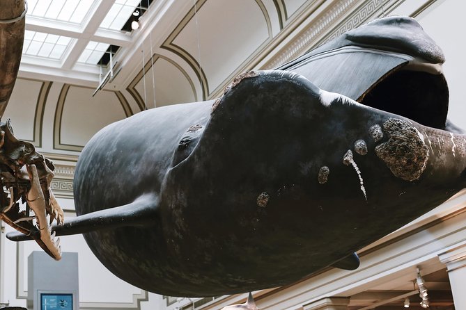 Smithsonian Museum of Natural History Small Group Tour: 8ppl Max - Stop 1: The Hall of Gems, Minerals, and the Hope Diamond Moment
