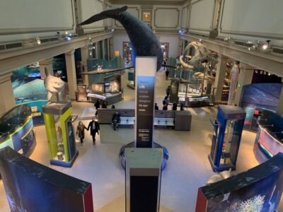 Smithsonian National Museum of Natural History Guided Tour - Meeting at the Stairs and Getting Inside Without Losing Time
