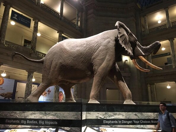 Smithsonian Natural History + American History - Exclusive Tour - Key Things You Should Know Before You Go