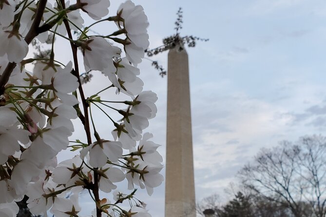 The DC Cherry Blossom Bus Tour with Tidal Basin Guided Walk - Tidal Basin guided walk: where the cherry photos happen
