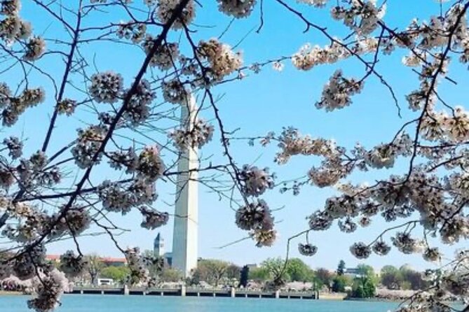 The DC Cherry Blossom Bus Tour with Tidal Basin Guided Walk - WWII and the Vietnam/Korean War memorial stops