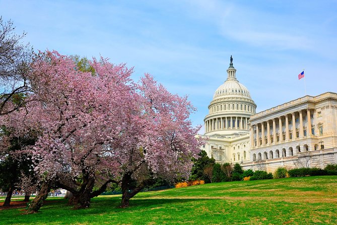 The DC Cherry Blossom Bus Tour with Tidal Basin Guided Walk - Price and value: $59 for a guided spring hit