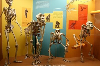 Two Smithsonian Museums Private Tour: American & Natural History - The American History Museum: Lincoln, Dorothy, and the stories behind them