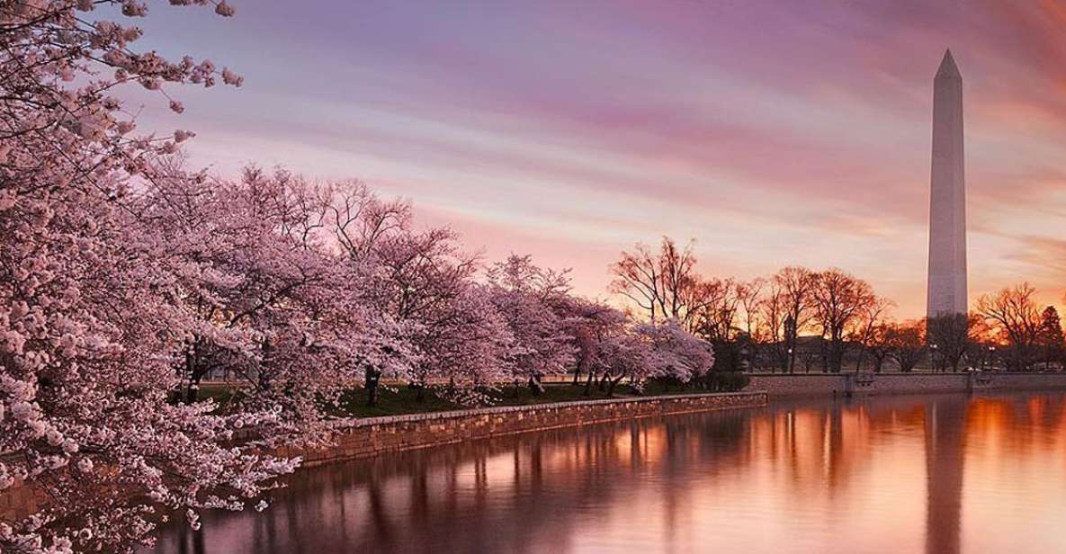 Washington: Cherry Blossom Tour - A 4-Hour Washington DC Cherry Blossom Tour That Fits Real Sightseeing Days