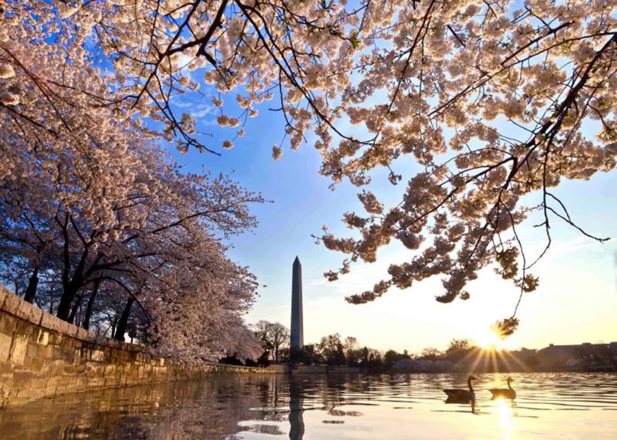Washington: Cherry Blossom Tour - Lincoln Memorial: Quick Storytelling and Easy First Photos