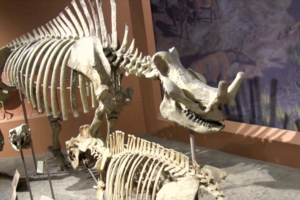 Washington DC: National Museum of Natural History Tour - Real mummies and the science stops that make it stick